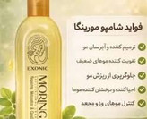 شامپو مورینگا اکسونیک اصل ۴ عددی